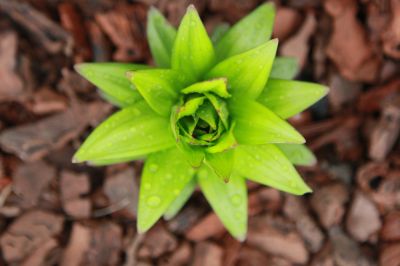 Rubber Mulch is Great For a Variety of Landscaping Projects